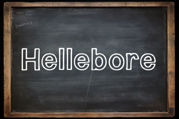 Hellebore: A Display Font That Elevates Digital Branding